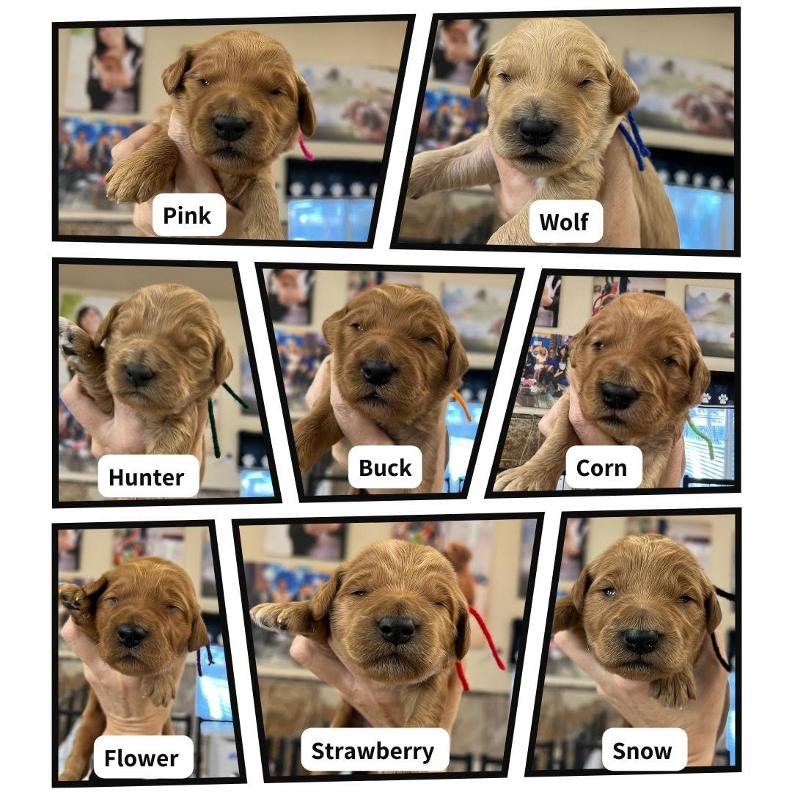 Goldendoodle Breeder Las Vegas Badass Breeder 4E Kennels